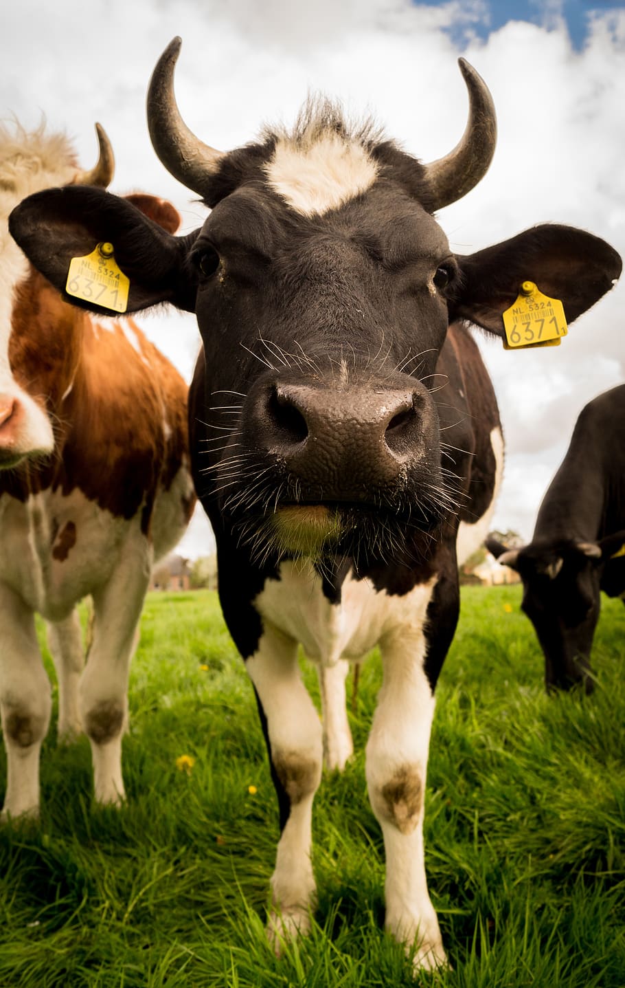 livestock, cow, cattle, rural, mammal, farm, domestic, farming, dairy, agriculture