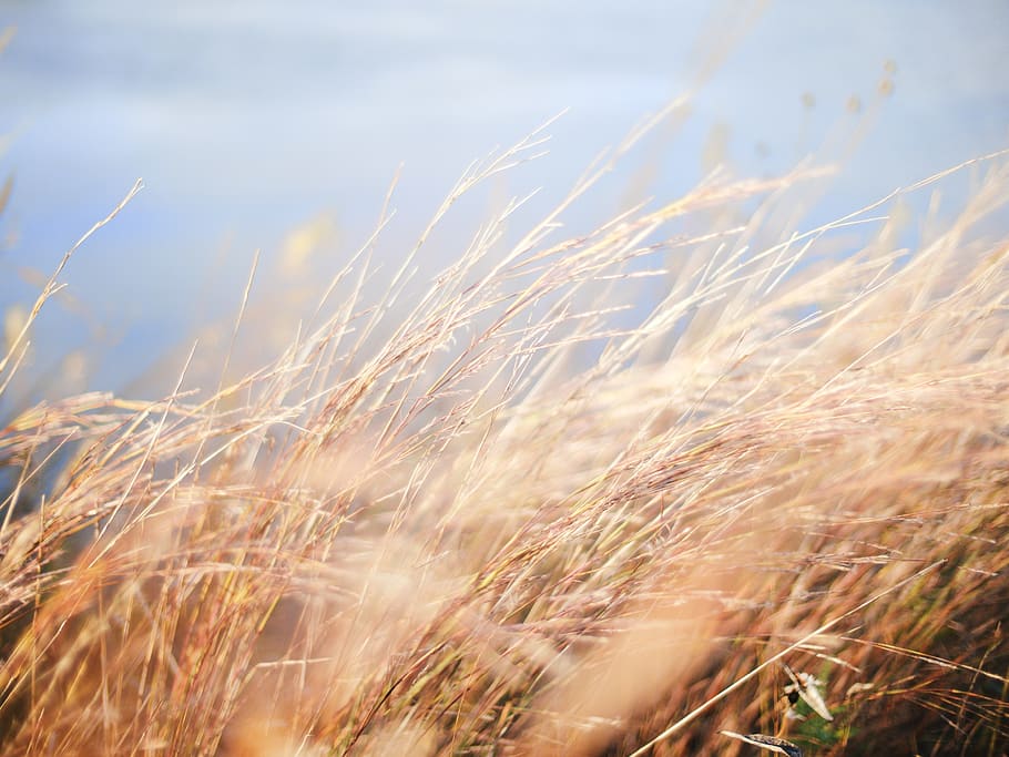 grain field, grassy field, dried grass, mature grain field, golden brown, growth, plant, land, field, agriculture
