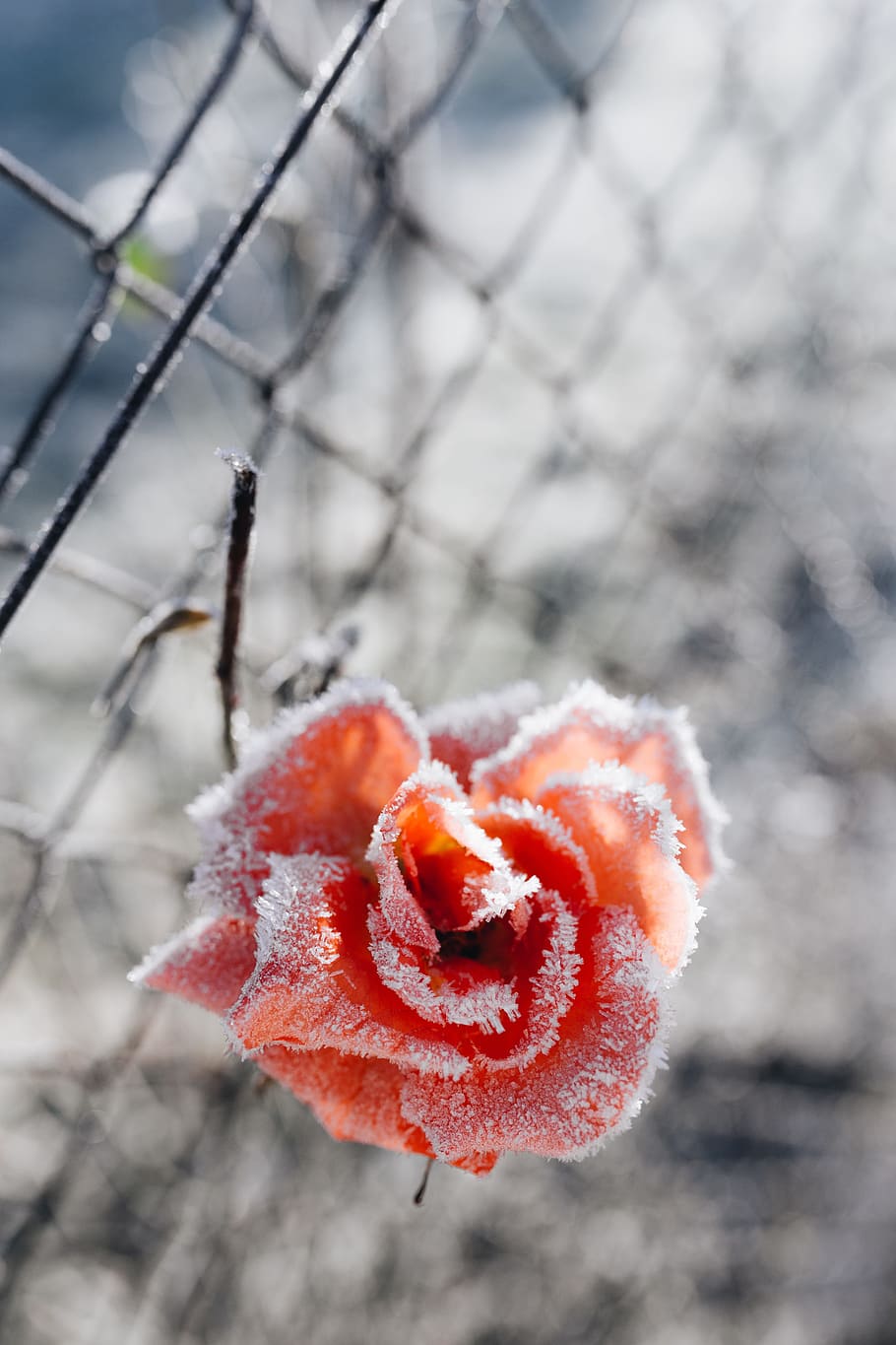 frozen flower, closeup, flower, flora, nature, frost, winter, ice, snow, close-up