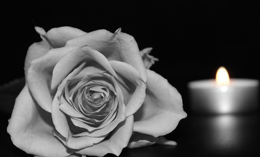 rose, candle, fresh, flower, nature, fragrance, garden, blooming, memory, sadness