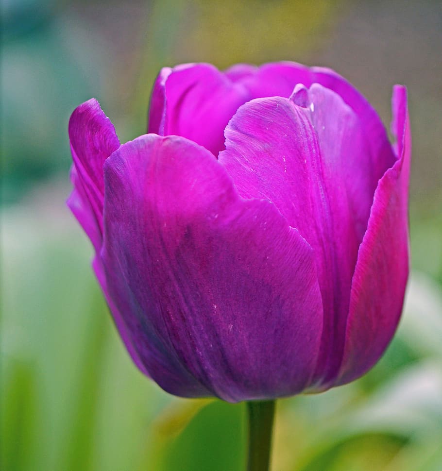 tulip, la violetta, blossom, bloom, cup, breeding, flower, plant, spring, violet