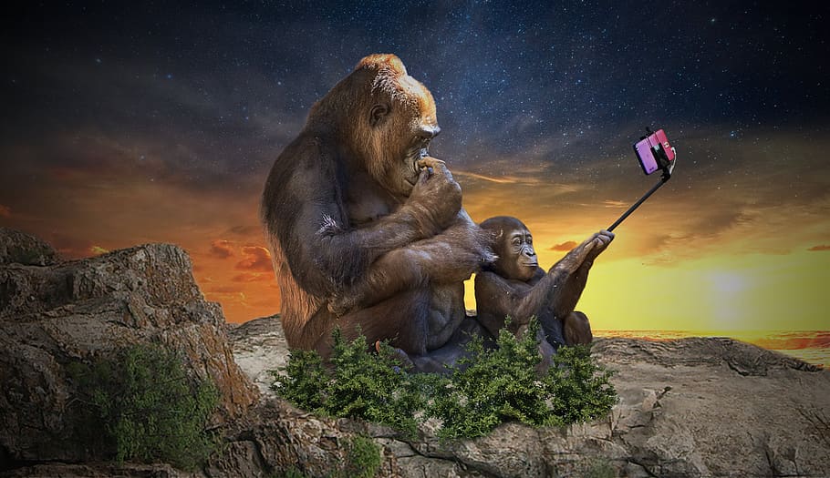 monkey, selfie, camera, vacations, summer, photography, portrait, selfie stick, smartphone, mobile phone
