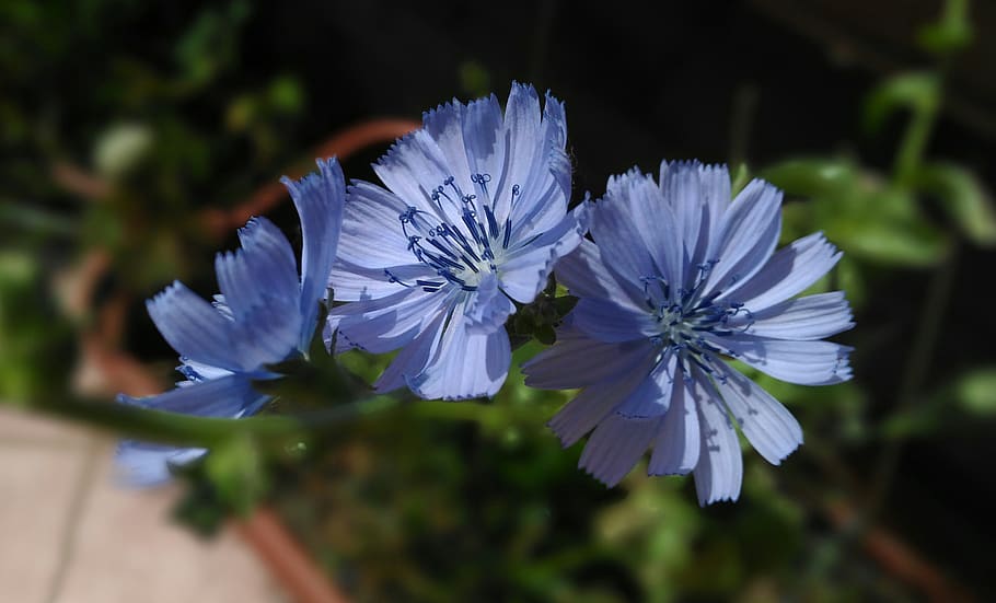 the flowers of chicory, flower, chicory, spontaneous, flowering plant, freshness, plant, vulnerability, fragility, beauty in nature