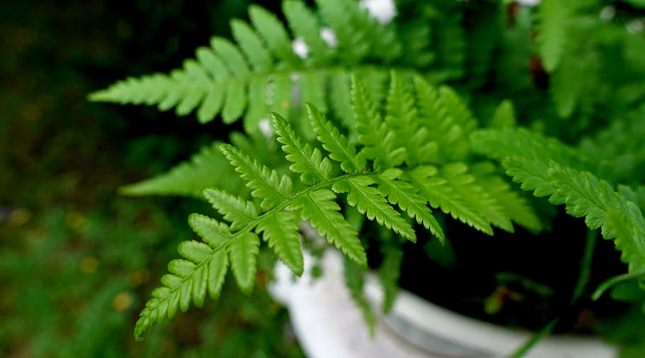 fern, plant, green, nature, leaves, flora, wedel, macro, close up, fiddlehead