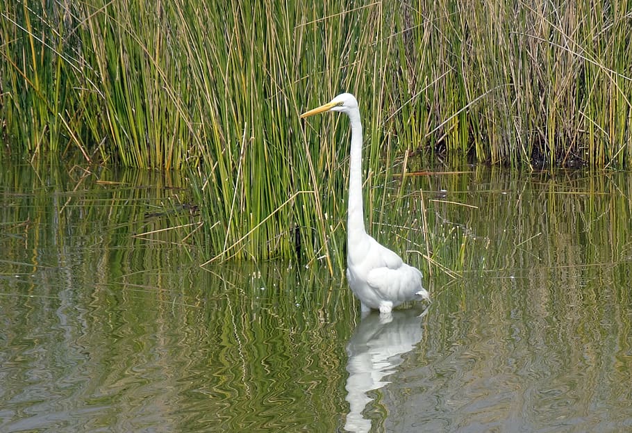 great egret, ardea alba, large egret, great white heron, great white egret, bird, wader, gujarat, india, water