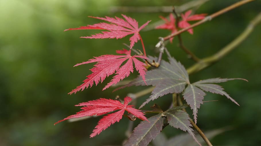 new, leaf growth, japanese, red, maple tree, lacey, leaves., japanese maple, japanese maple tree, acer palmatum