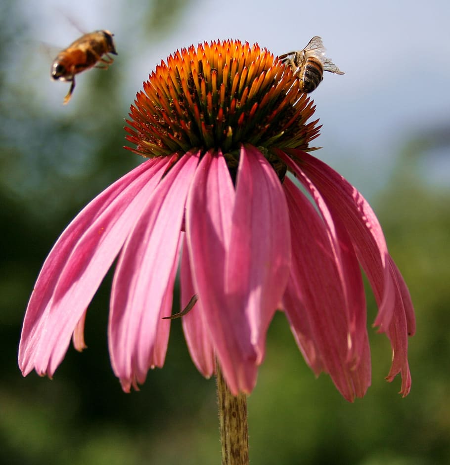 abelha, polinização, natureza, flor, fragrância, jardim, inseto, fragilidade, vulnerabilidade, Planta de florescência
