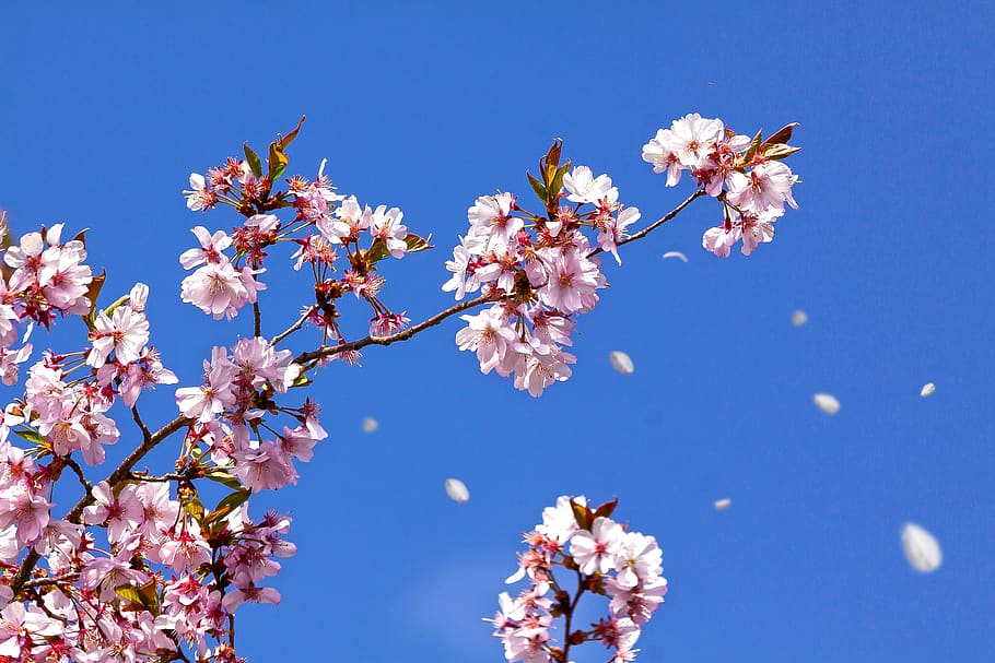 musim semi, bunga sakura, pohon sakura jepang, matahari, mekar, langit, kebangkitan, pink, biru, kecambah