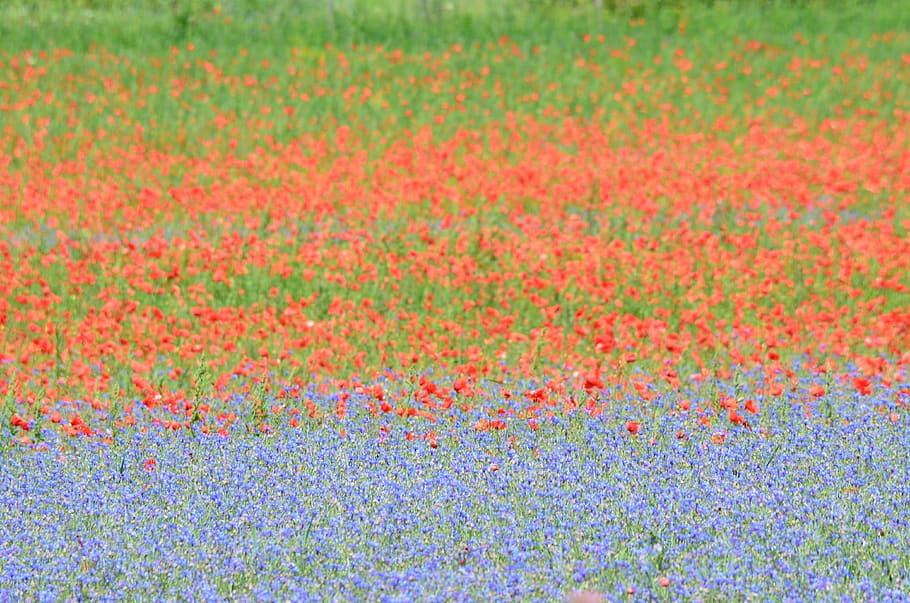 france, poppy, cornflowers, flower meadow, red, multi colored, full frame, backgrounds, indoors, research