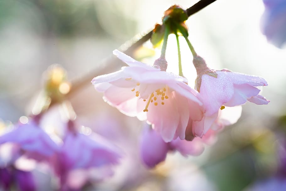 blossom, bloom, cherry, tree, pink, spring, flowers, branch, nature, cherry blossom
