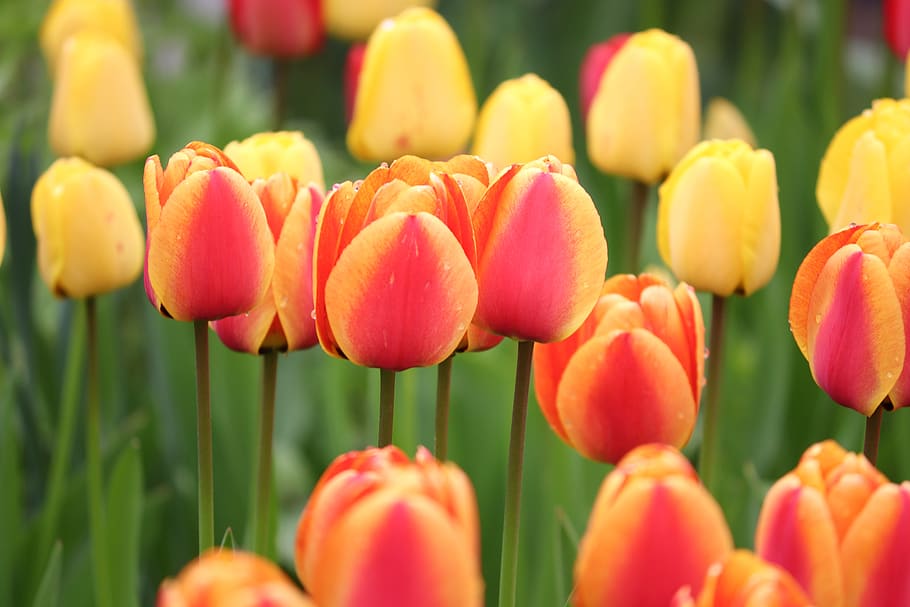 tulips, orange, yellow, red, tulip field, flowers, spring, orange tulips, nature, close up