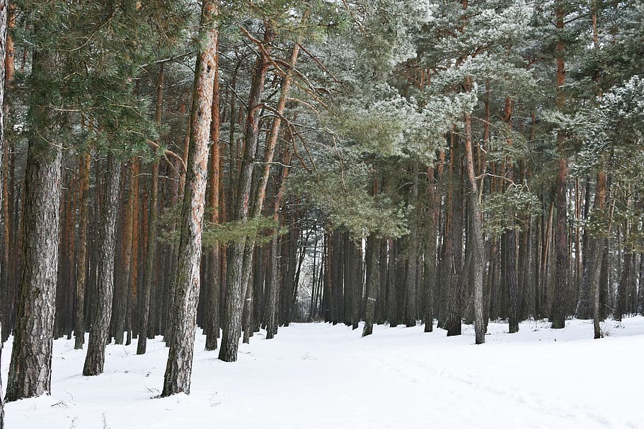 forest, winter, pine forest, hoarfrost, snow, wintry forest, snowy forest, landscape, woods, outdoors
