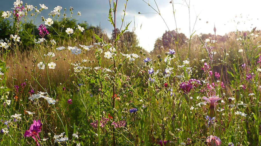wild flowers, meadow, flowers, sunset, clouds, field, landscape, nature, bavaria, nature conservation
