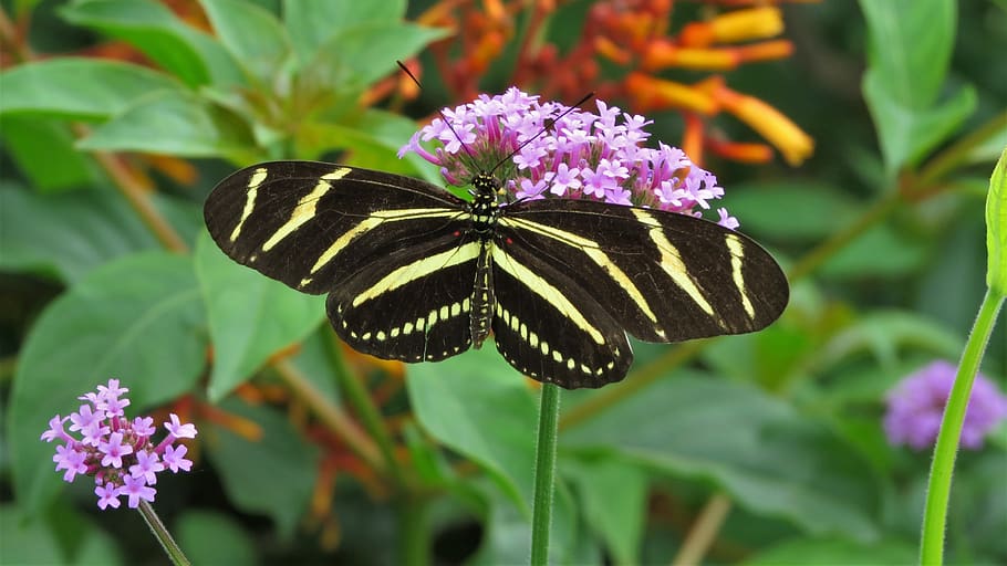 borboleta, inseto, preto, planta, branco, asas, animais selvagens, natureza, delicado, padrão