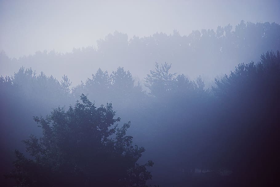 blue, trees, forest, woods, nature, landscape, foggy, sky, tree, plant