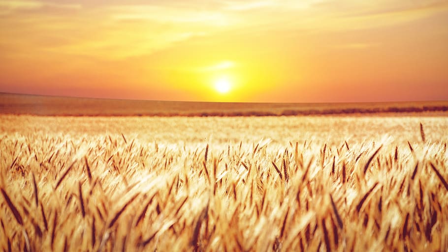 lapangan, matahari terbenam, ladang jagung, biji-bijian, pemandangan, malam, langit, suasana hati, suasana cuaca, panen