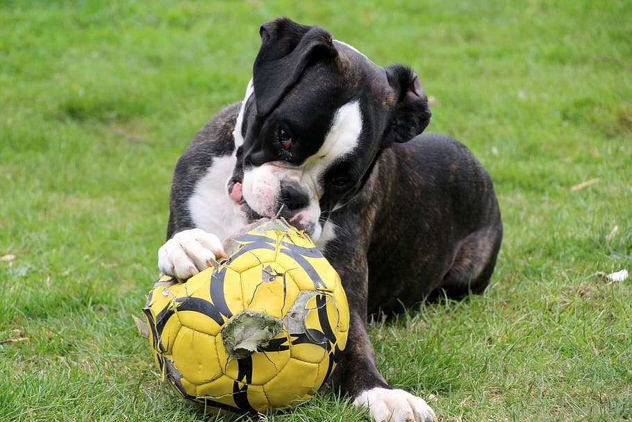dog, boxer, playing, ball, yellow, animal, pet, loyal, friend, animal themes