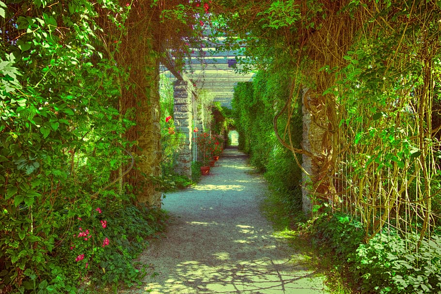passage, overgrown, romantic, plant, away, direction, the way forward, tree, growth, nature