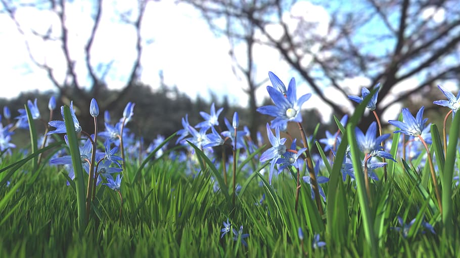 bunga biru, Bunga, Taman, latar belakang, berbunga, mekar, aroma, segar, rumput hijau, alam