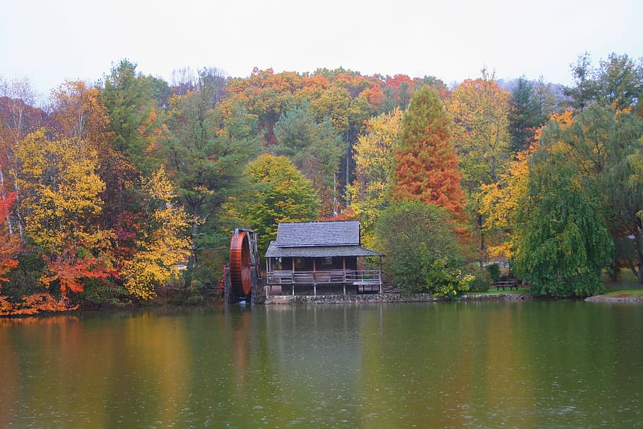 mill pond, haywood community college, fall, haywood county, lake, nature, autumn, tree, water, plant