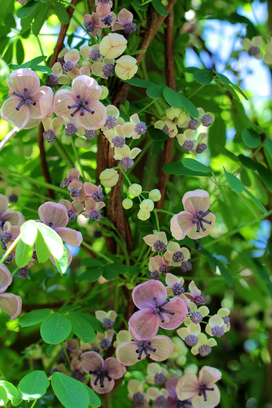 akebia quinata, schijnaugurk, creeper, garden, rose, blue, flower, spring, delicate, leaves