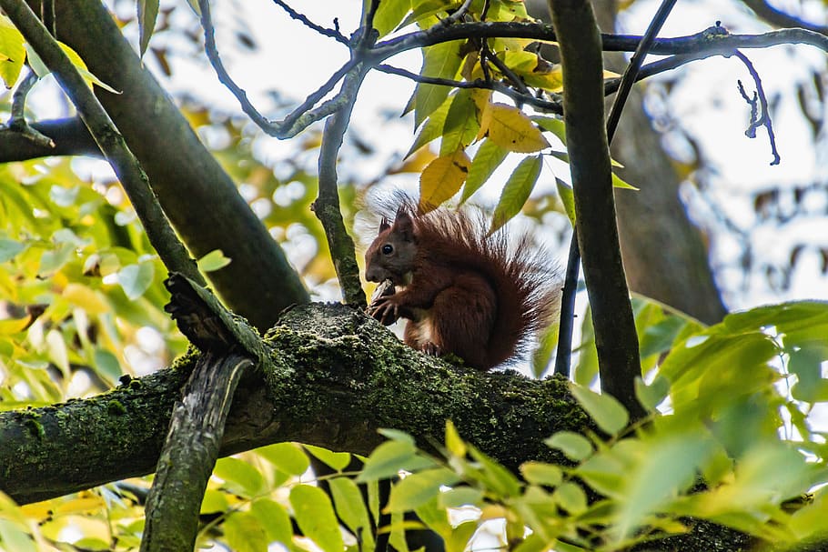 squirrel, animal, autumn, nature, cute, rodent, foraging, garden, nager, animal world