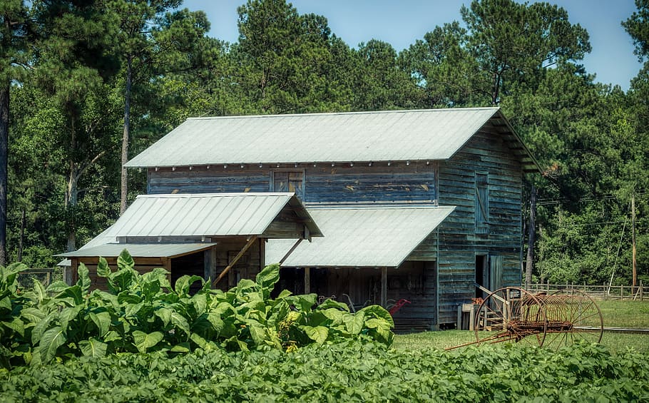 south carolina, tobacco field, plants, farm, barn, landscape, agriculture, america, nature, outdoors