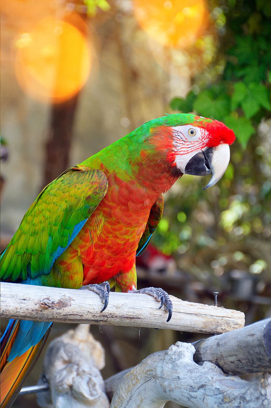 parrot by temperament, bird, nature, animal, wingtip toys, tropic, wild world, color, wing, beak