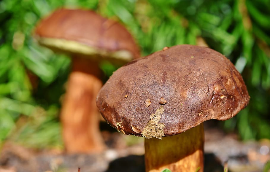 cep, mushroom, tube mushroom, brown cap, forest mushroom, edible, mushroom picking, food, forest, nature