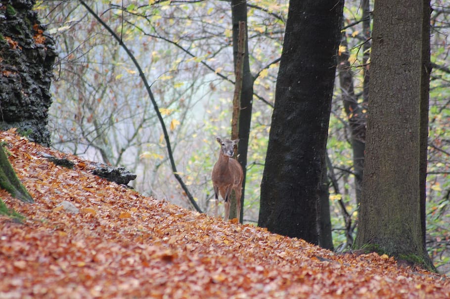 roe deer, red deer, wild, forest, wild animal, scheu, kitz, fallow deer, young animal, tree