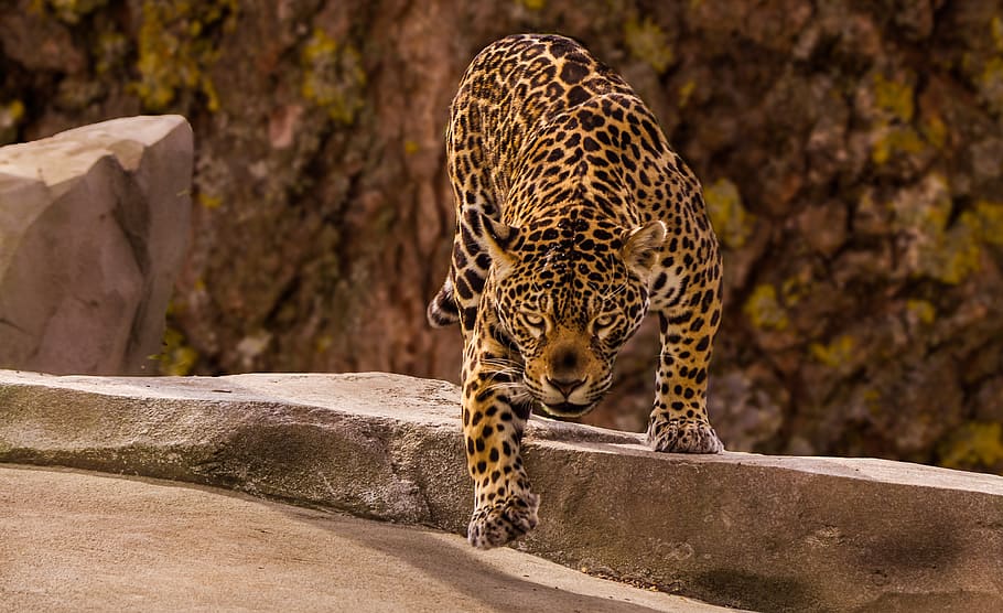 HD wallpaper: jaguar, menacing, carnivore, stalking, eyes, wildcat