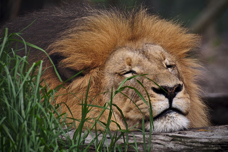 león, durmiendo, depredador, dormir, gato montés, áfrica, retrato, lindo, cansado, melena