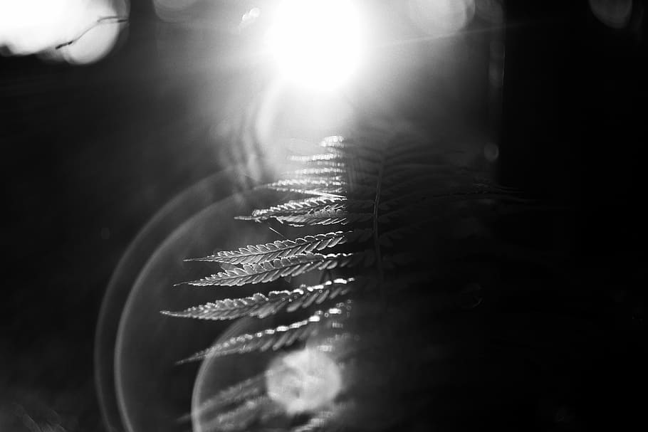 light, black and white, white, photography, sunlight, reflection, darkness, black, monochrome, close up