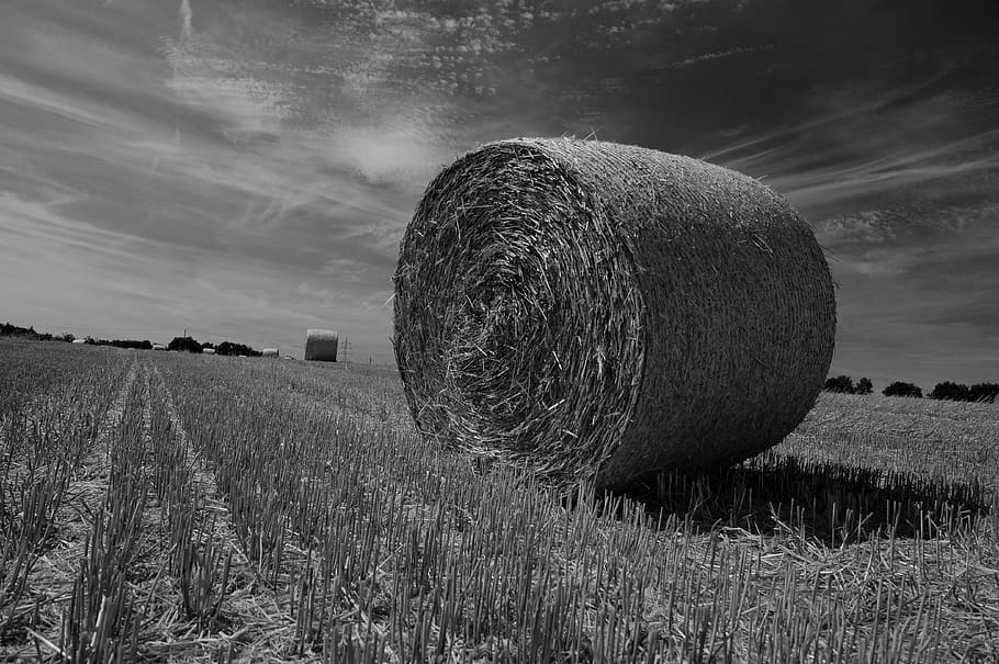 hay bales, straw, straw bales, black white, sw, dynamics, agriculture, harvest, hay, field
