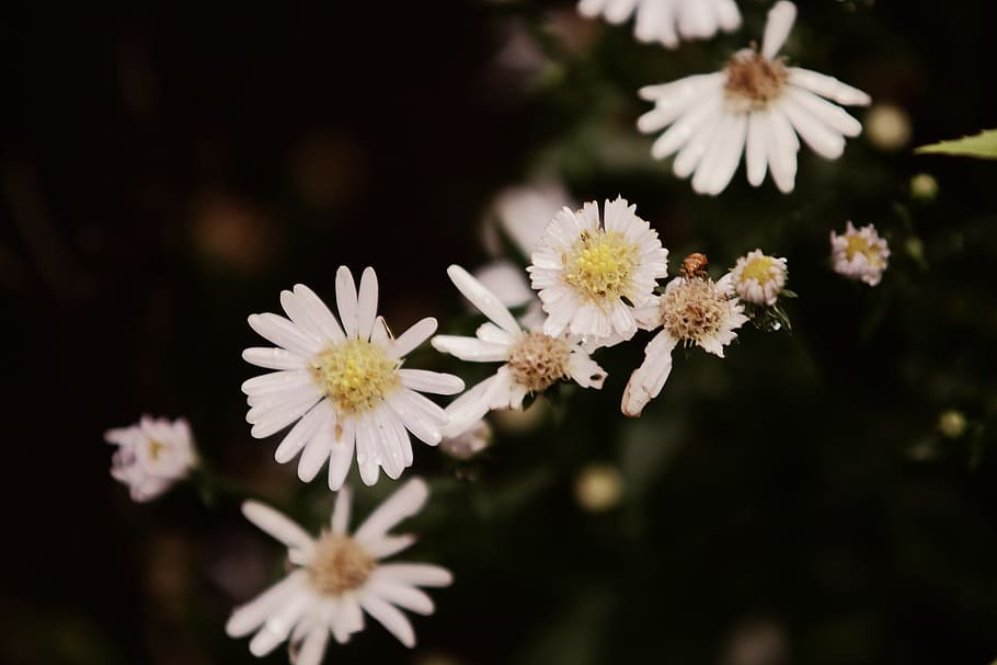 black, bloom, blossoms, daisies, flowers, petals, white, yellow, flower, flowering plant