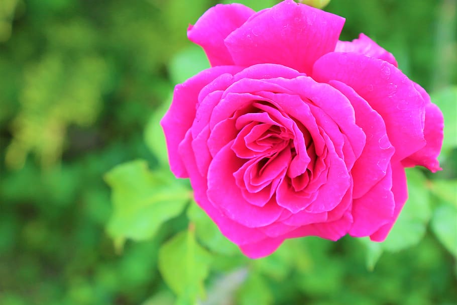 Pink Colour Rose Flowers Images | Best Flower Site