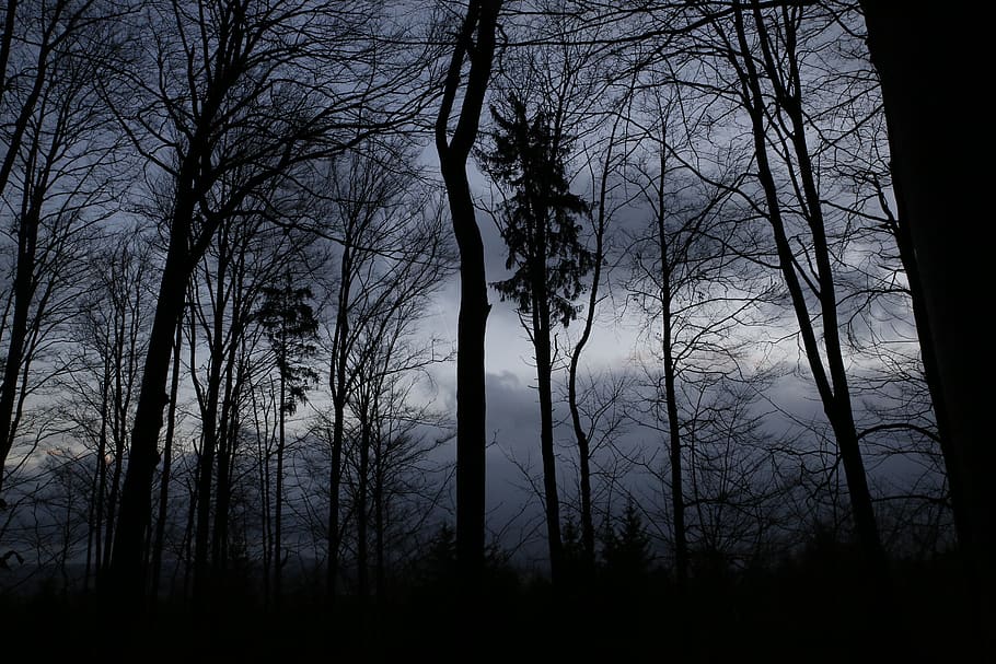 dark, forrest, mysterious, horror, ancient, nature, moody, mystery, tree, travel