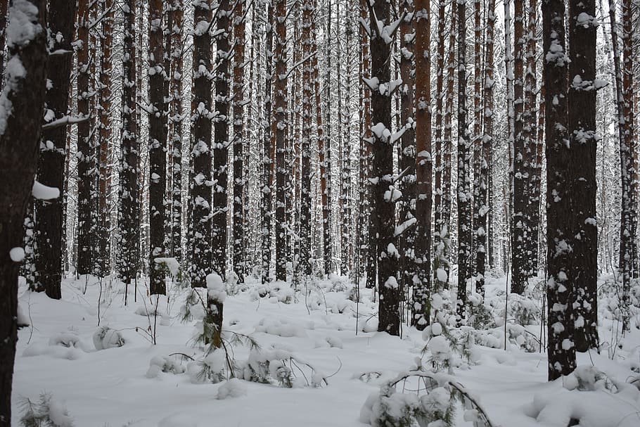 forest, snow, pine, winter, landscape, frost, forests, cold, in winter, trees