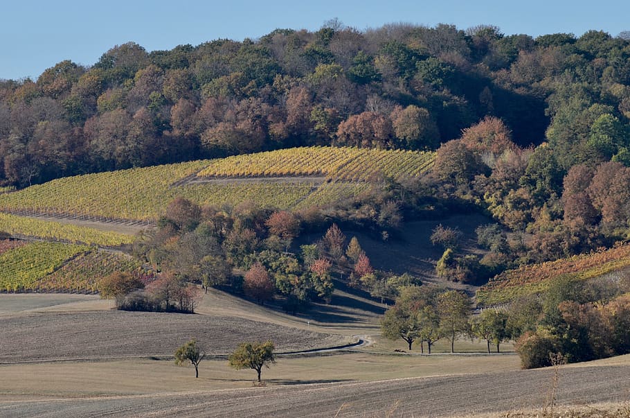 wine, hill, landscape, agriculture, autumn, vineyard, forest, trees, hilly, harvest