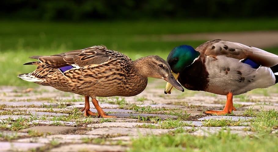 ducks, pair, mallards, colorful, water bird, couple, duck bird, nature, creature, male mallard