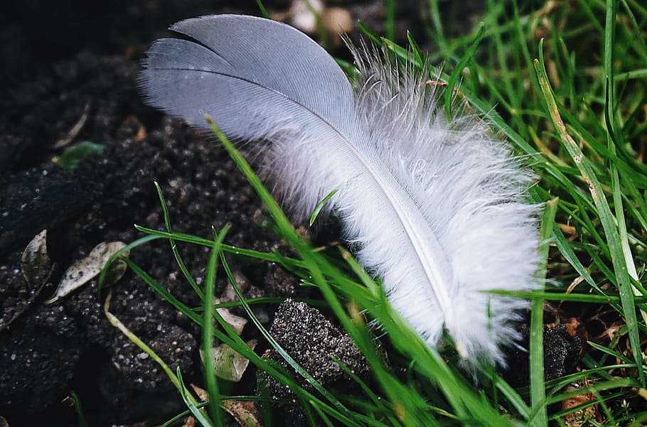 feather, nature, feathers, grass, plant, close-up, land, fragility, vulnerability, white color