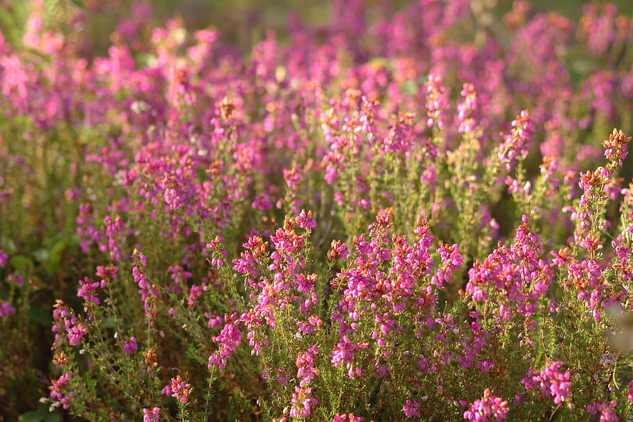heide, flowers, pink, nature, heather, erika, violet, heathland, heather green, flower