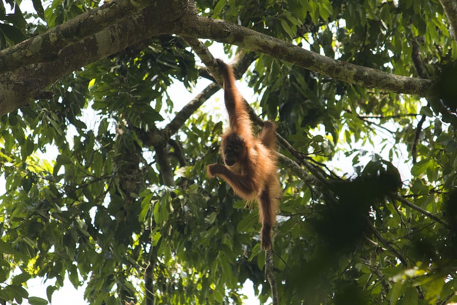orangután, sumatra, bukit lawang, ketambe, selva, mono, borneo, en peligro de extinción, primates, mamíferos