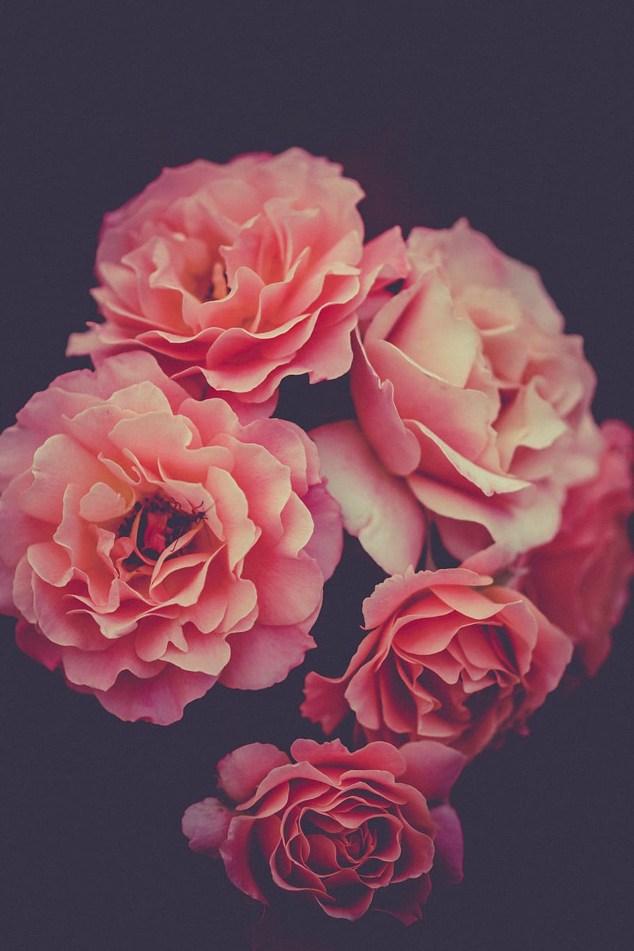 bloom, roses, blossom, flora, flowers, petals, plants, pink, romance, valentine