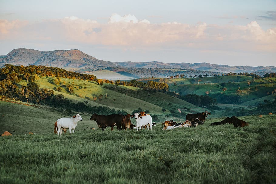 kambing, cantik, lereng bukit, indah, pemandangan, hewan, peternakan, hewan ternak, kawanan, cerah