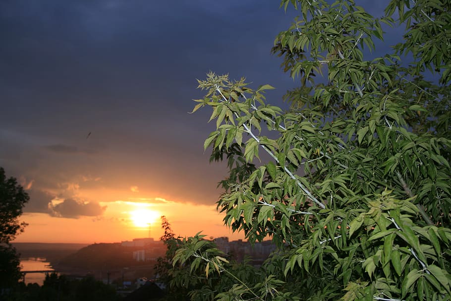 sunset, Ufa, sun, scene, leaves, plant, sky, tree, growth, beauty in nature