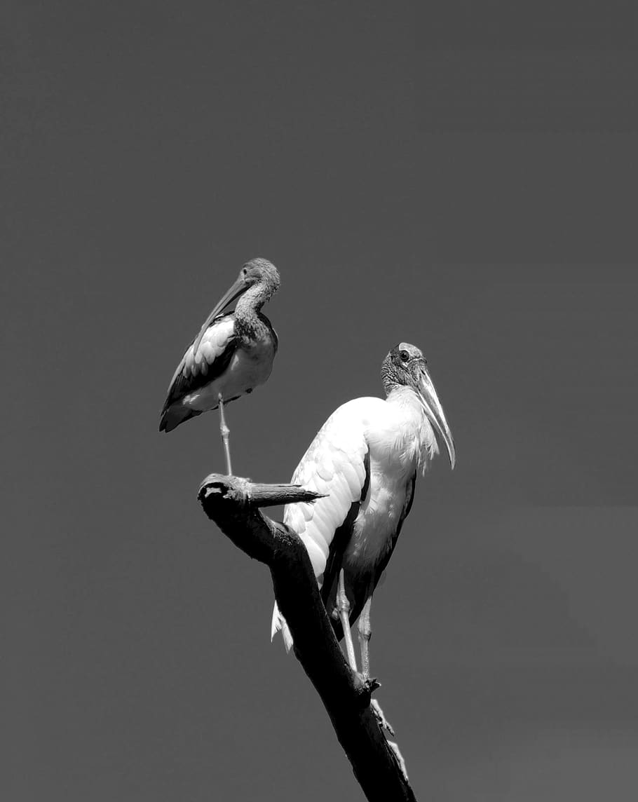 ibis bird, wood stork, avian, wildlife, florida, usa, feathers, perched, standing, tropical