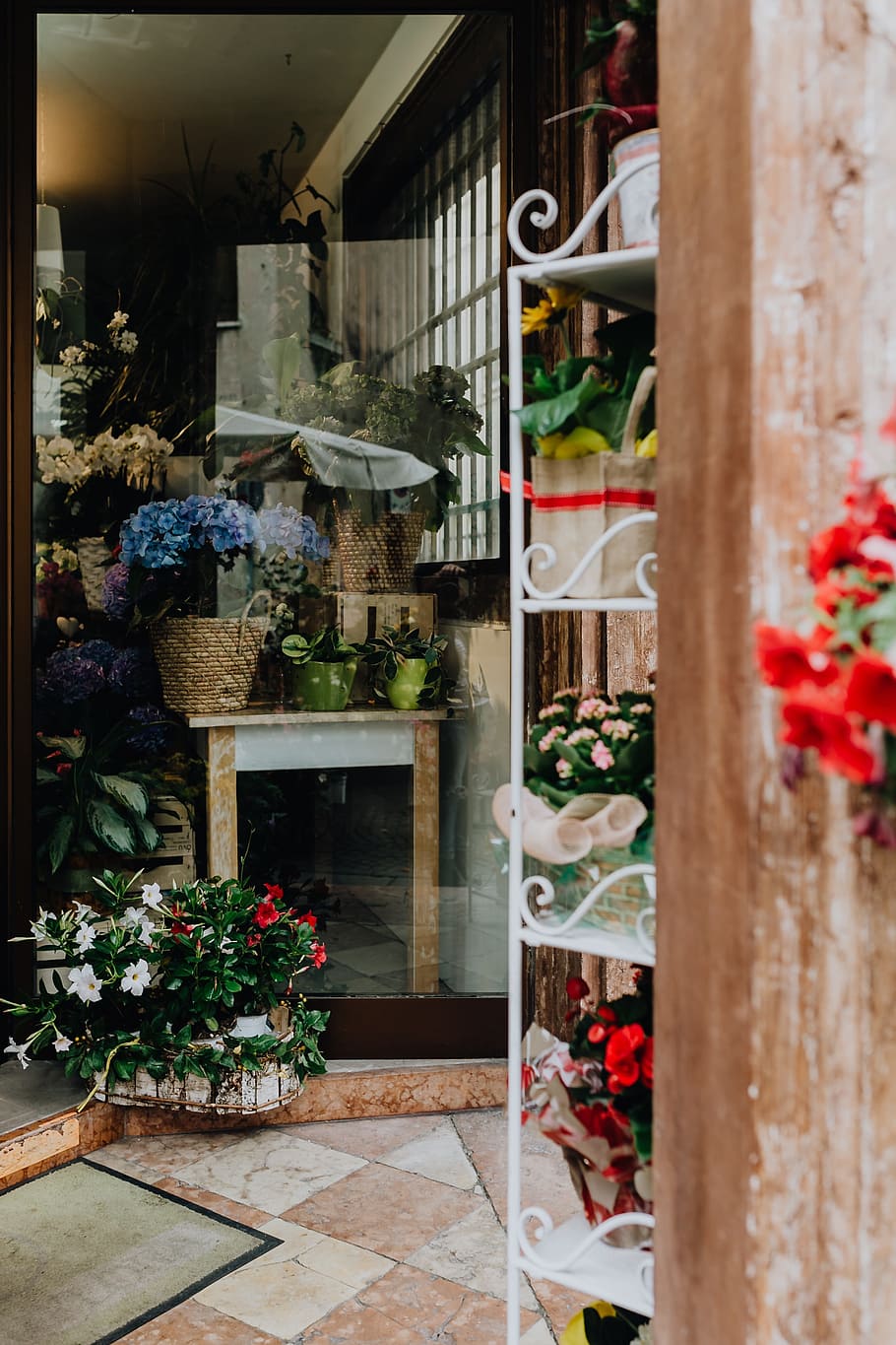 loja de flores, castelfranco veneto, flores, florescendo, flor, italiano, itália, mercado, florista, plantar