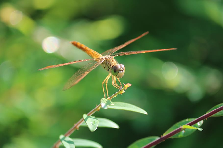 dragonfly, insect, plant, green, nature, leaves, invertebrate, animal, animal themes, one animal