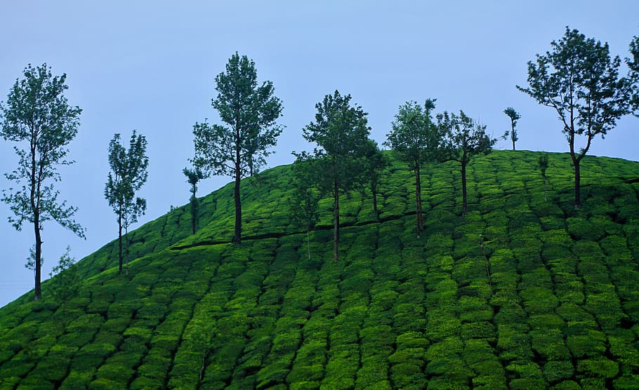 naturaleza, paisaje, viajar, al aire libre, verde, Kerala, Munnar, India, natural, papel pintado